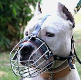 Pit Bull Muzzle