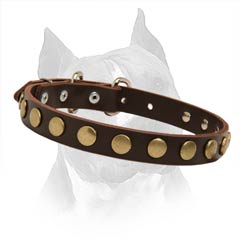 Fully Safe Non-Toxic Leather Dog Collar For Your  Amstaff 