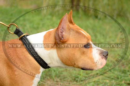 Easily Adjustable Choke Dog Collar For Amstaff Dog Breed