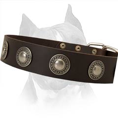 Everyday Walking In Style Leather Dog Collar