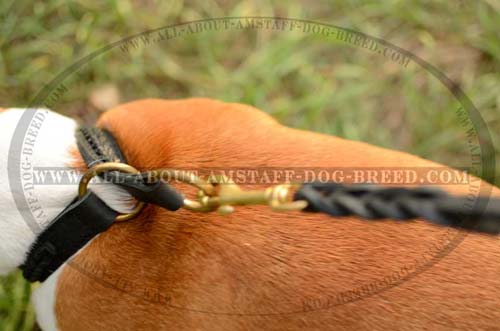 Exceptional Amstaff Dog Collar With Rust Resistant  O-Rings
