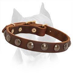 Brass Studded Amstaff Leather Collar for Walking in Style