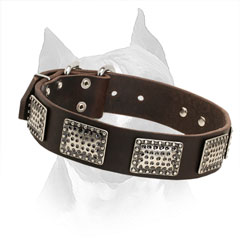 Walking Leather Collar for Amstaff with Trendy Decoration