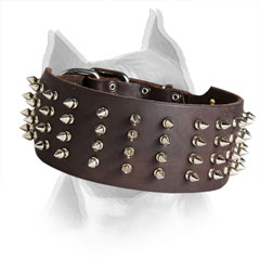 Wide Leather Collar for Amstaff with Rust Resistant Spikes