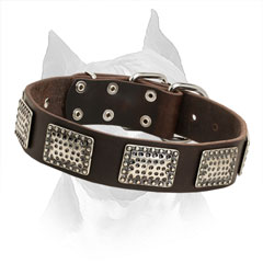 Amstaff Leather Collar with Rust-proof Decorative Elements