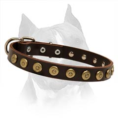Attractive Dog Collar With Brass  Hardware