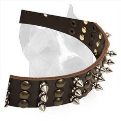 Extra Wide Amstaff Dog Collar With Rust-Proof Fittings