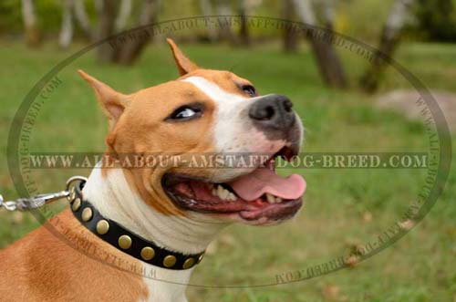 Specialized Training Dog Collar With Beautiful  Decoration