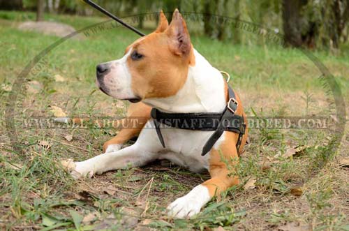 Amstaff Dog Harness With Firm Hardware