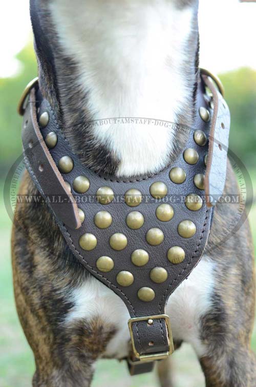 Reliable Amstaff Dog Harness