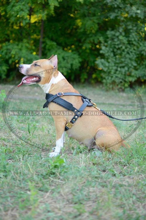 American Staffordshire Terrier Leather Harness with Rust-proof Gold-like Hardware