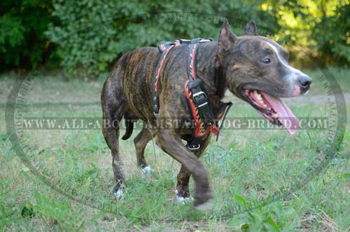 Handmade Leather Amstaff Dog Harness With Wide Chest  Plate