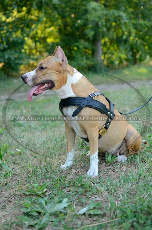 Leather Amstaff Dog Harness Perfectly Suitable For Any  Situation