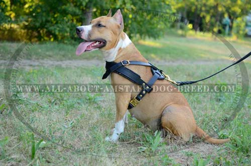 Comfortable And Easy In Use 3 Ways Adjustable Leather Dog  Harness