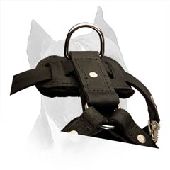 Leather Amstaff Dog Harness Is Available In 2 Colors 