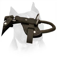 Padded Amstaff Dog Harness Will Delight Your Pet