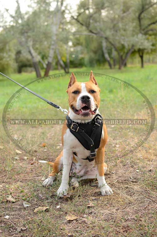 Amstaff Dog Harness Is Available In 2 Colors