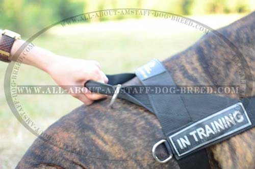 Gentle To The Touch Nylon Amstaff Dog Harness