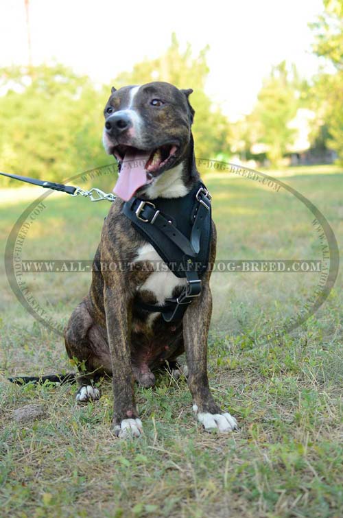 Amstaff Harness Leather for Effective Hard Training 