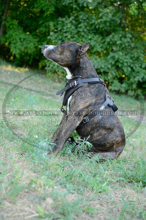 Soft Felt Padded Leather Amstaff Dog Harness With Easy  Adjustable Straps