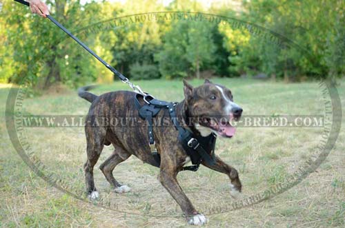 Leather Harness for Amstaff Daily Walking