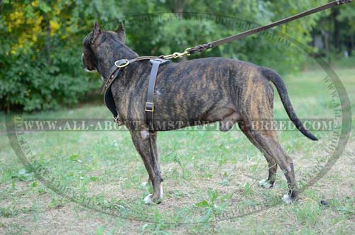 Amstaff Leather Harness for Effective Dog Training