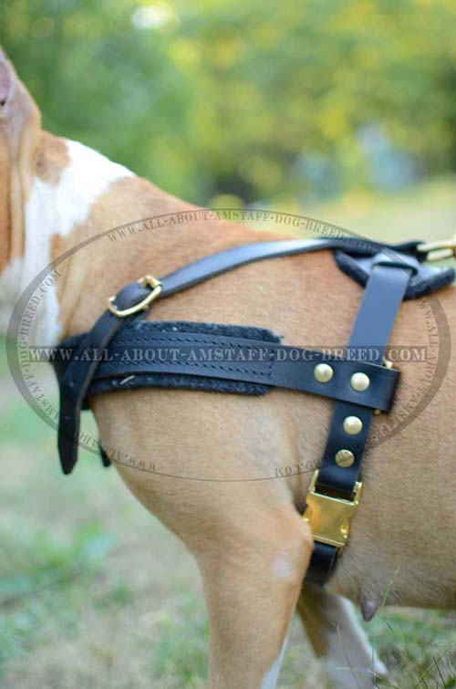 Best Rust-proof Brass Fitting Amstaff Dog Harness