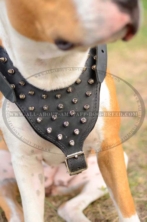 Exceptional Amstaff Dog Harness With Wide Straps