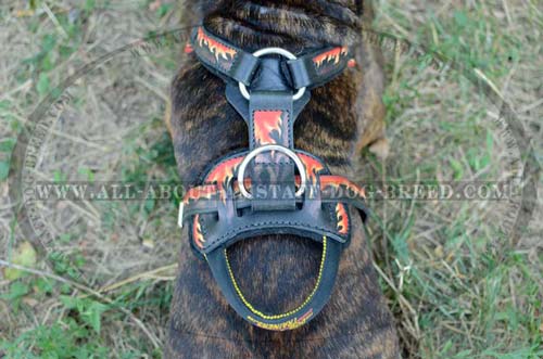 Leather Dog Harness For Amstaff Will Become Your  Irreplaceable Helper