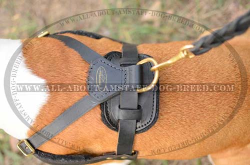 Brass D-ring for Fast Leash Attachment to Amstaff Leather Harness