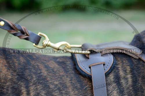 Brass D-ring for Lead Attachment Stitched to Back Plate of Leather Amstaff Harness