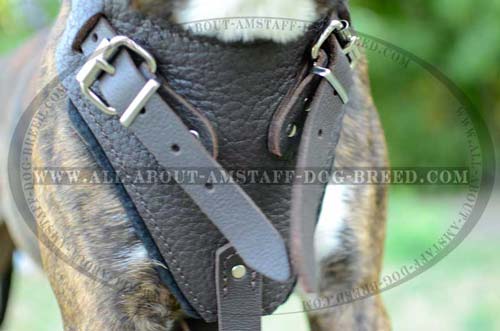 Adjustable Buckles for Fast Putting the Harness On and Off