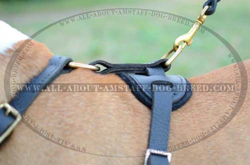 Unusual Dog Harness For Strong Amstaff Dogs