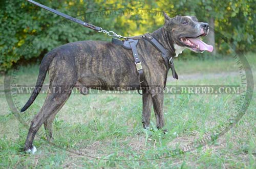 Exclusive Amstaff Dog Harness With Wide Chest Plate