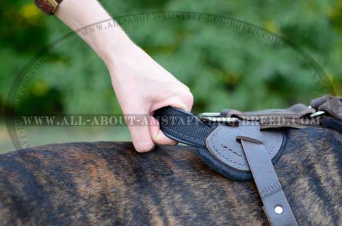 Durable Handle for Better Control Over Your Amstaff