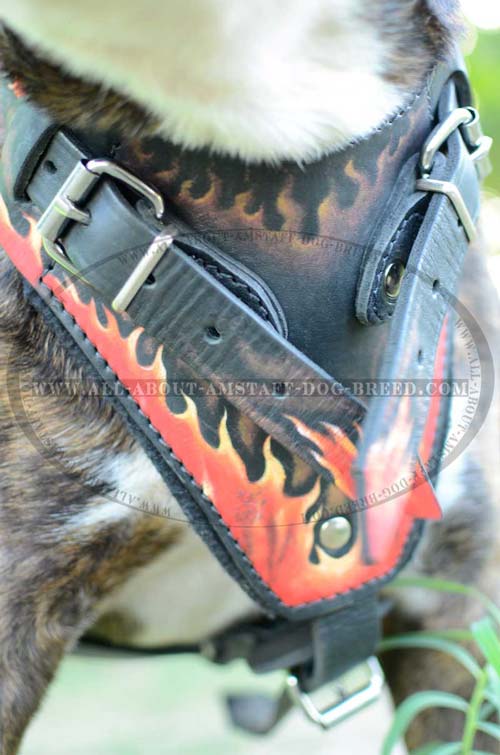Wonderful Leather Dog Harness With Regulated Straps
