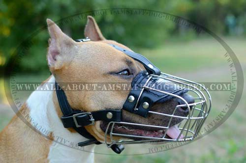 Wite Basket Muzzle For Amstaff Dog Training And Walking