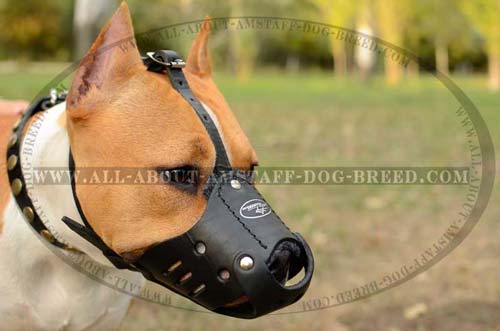 Extra Durable Amstaff Dog Muzzle For Obedience Training