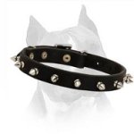 Modern Spiked Leather Dog Collar For Walking In Style With Your Amstaff Dog Breed