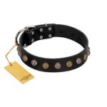 "Inky Prettification" FDT Artisan Black Leather Amstaff Collar with One Row of Studs