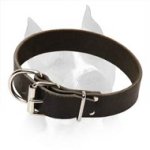 Safe Leather Dog Collar For Walking With Your Amstaff Dog