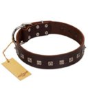 "Kingly Grace" FDT Artisan Brown Leather Amstaff Collar with Silver-like Dotted Studs