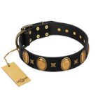 "Doggie Woggie" Designer Handmade FDT Artisan Black Leather Amstaff Collar with Ovals and Studs
