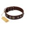 "Choco Brownie" FDT Artisan Brown Leather Amstaff Collar Adorned with Silver-Like Conchos