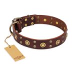 "Caprice of Fashion" FDT Artisan Brown Leather Amstaff Collar with Round Decorations