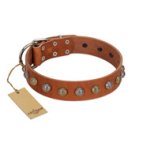 "Dogue-Vogue" FDT Artisan Tan Leather Amstaff Collar with Engraved Chrome-plated Studs