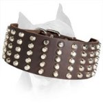 American Staffordshire Terrier Leather Dog Collar Studded
