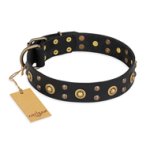 "Cosmic Glow" FDT Artisan Black Leather Amstaff Collar with Brass-Plated Studs