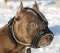 Amstaff padded leather dog muzzle- Pitbull padded muzzle M88