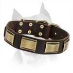Designer Leather Dog Collar for Amstaff Dog Breed